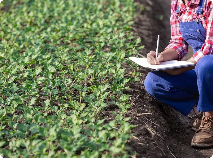 Serviços de Engenharia Agronômica